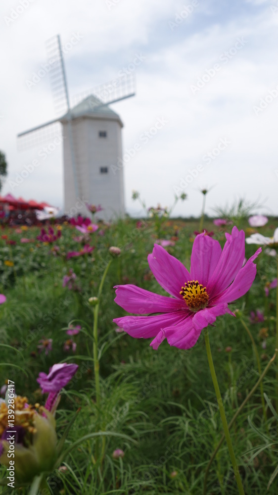 Windmills and flowers