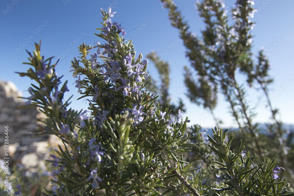 Rosemary camphor wild plant (Rosemarinus officinalis) Rosemary camphor wild plant (Rosemarinus officinalis)