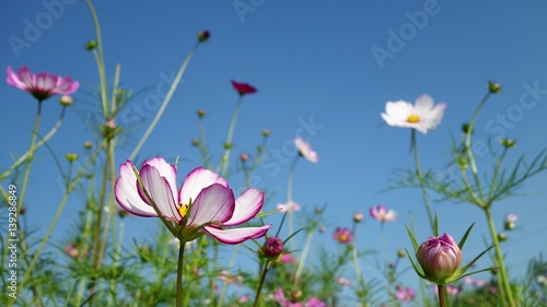 Wild flowers