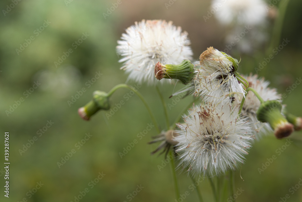 Fototapeta premium green wild herbal grass flowers (Vernonia cinerea Less., Little ironweed) with blur background