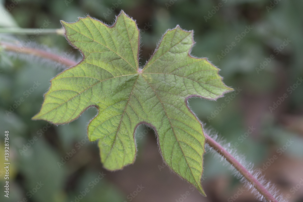 fresh palmatifid shape leaf in the jungle fresh palmatifid shape leaf in the jungle