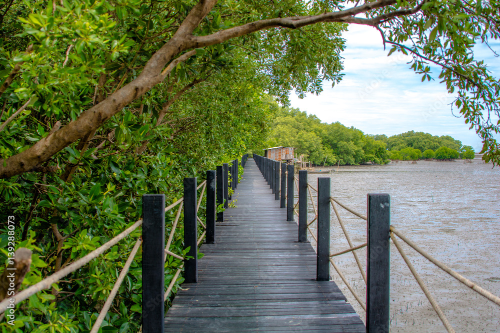 mangrove forest