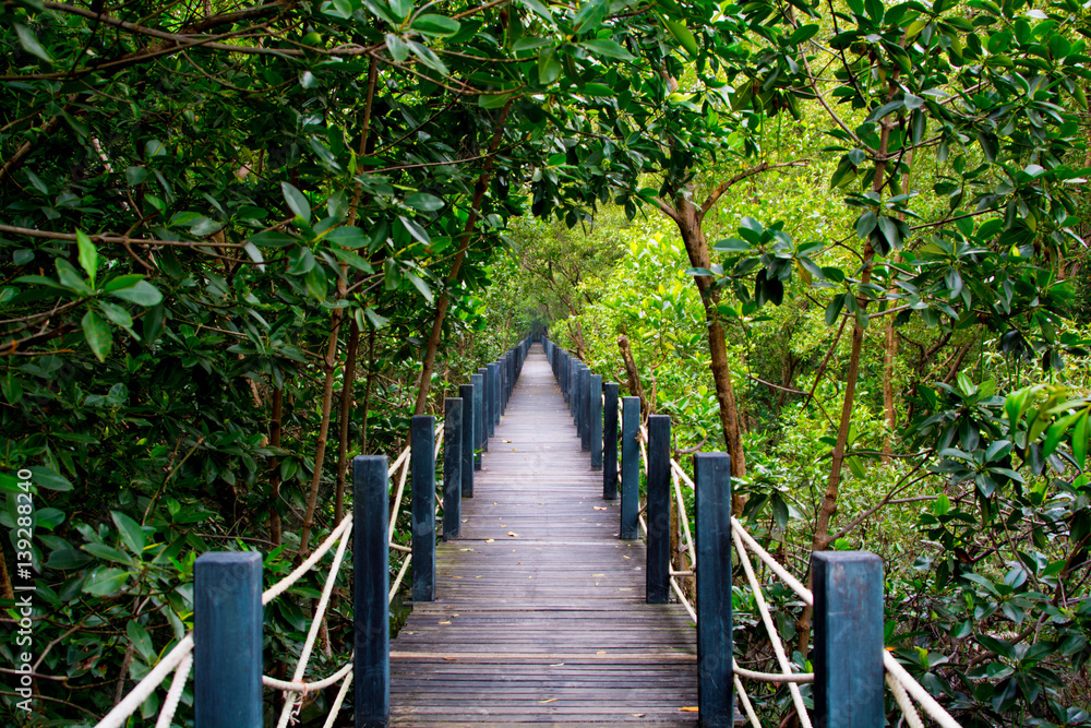 mangrove forest mangrove forest