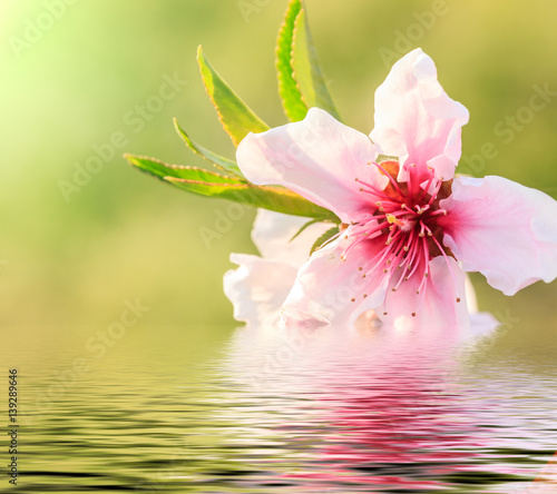 Peach blossom and water reflection