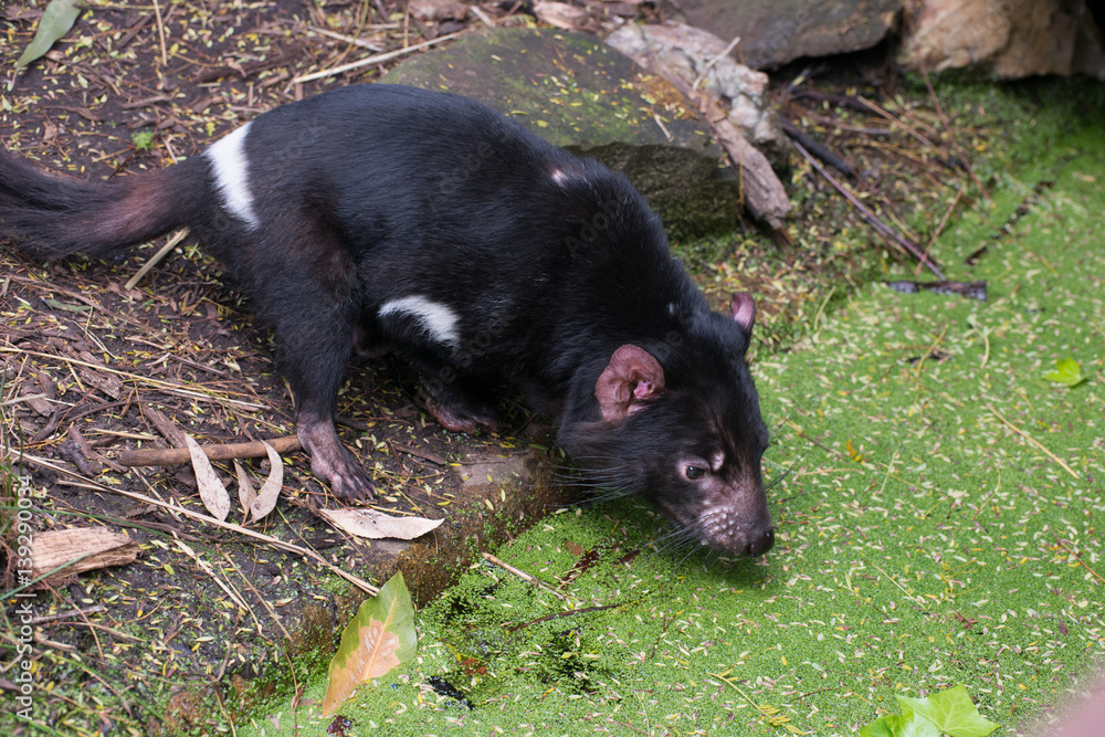 Tasmanian Devil drinks water from pond Tasmanian Devil drinks water from pond