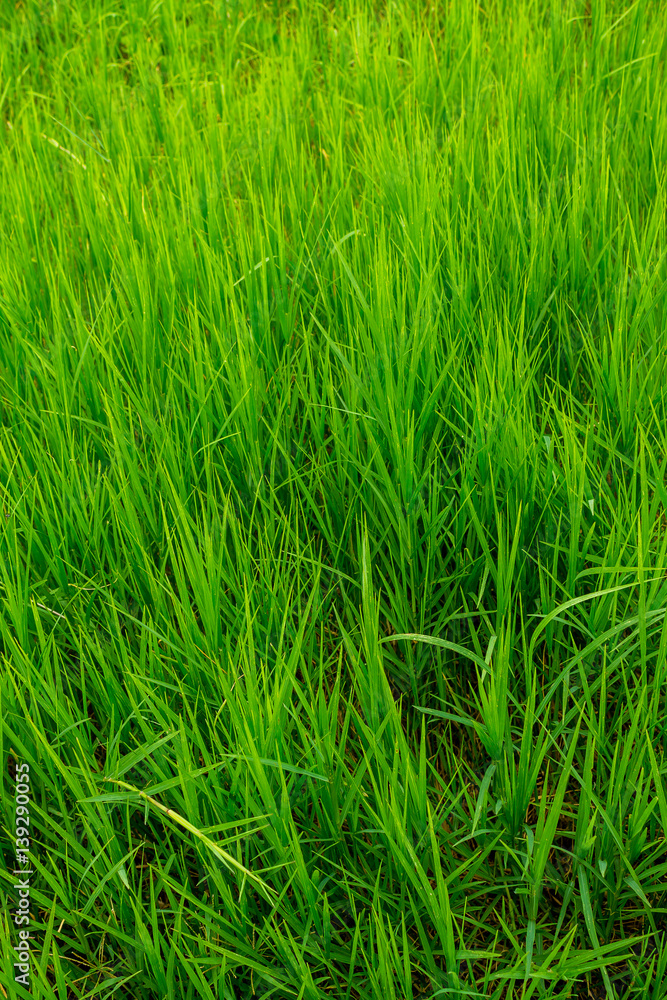 Grass field Grass field