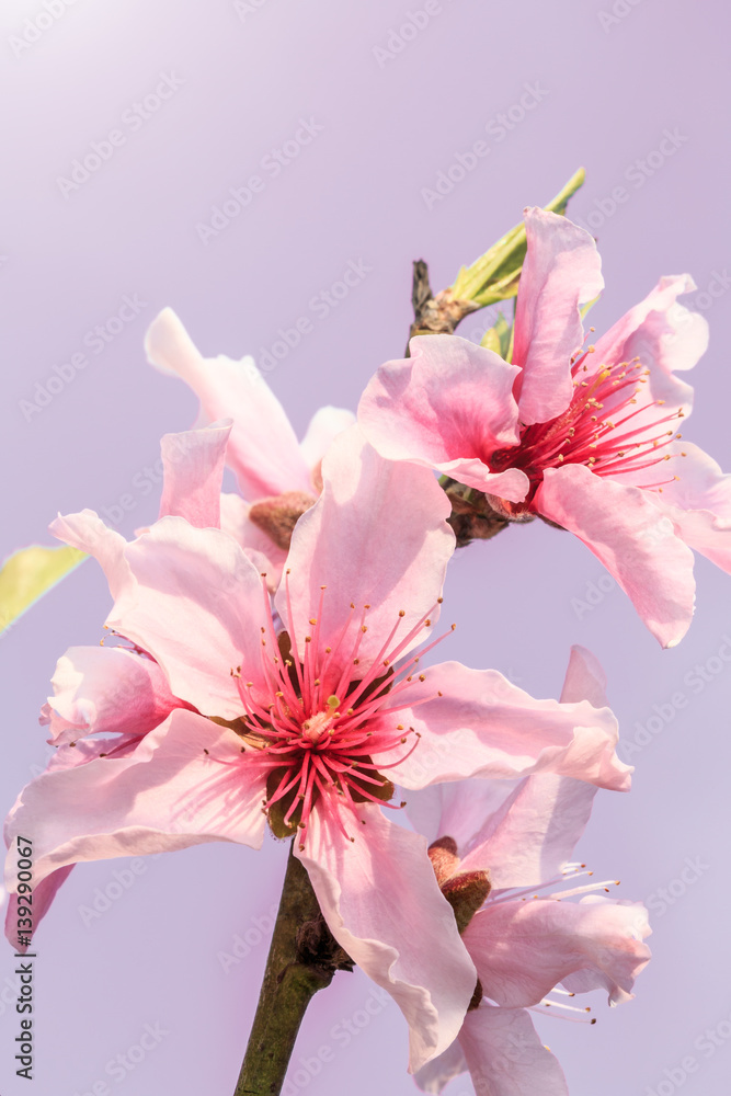 Naklejka premium Peach blossoms in the spring