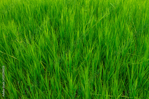 Grass field