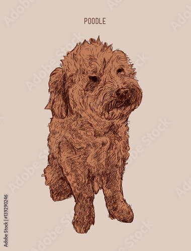 Poodle  dog vector illustration. Hand drawn dog sketch.