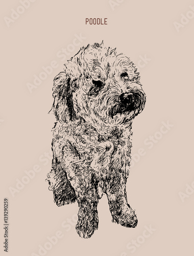 Poodle  dog vector illustration. Hand drawn dog sketch.