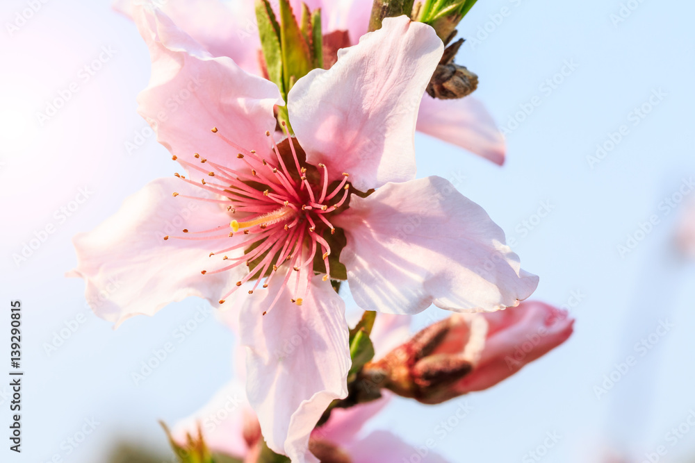 Fototapeta premium Peach blossoms in the spring
