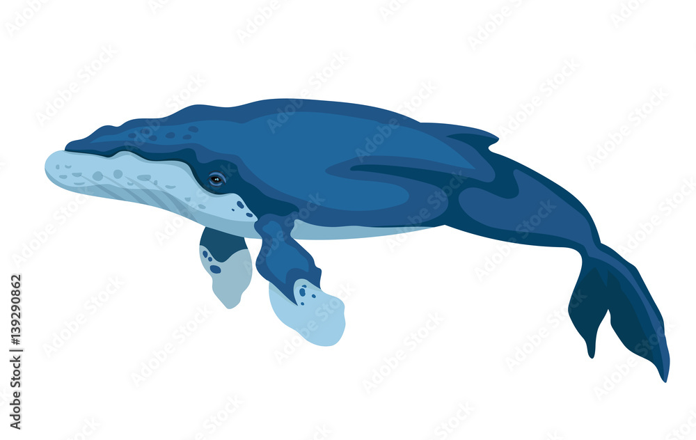 Naklejka premium Vector humpback whale big underwater mammal isolated on white background 