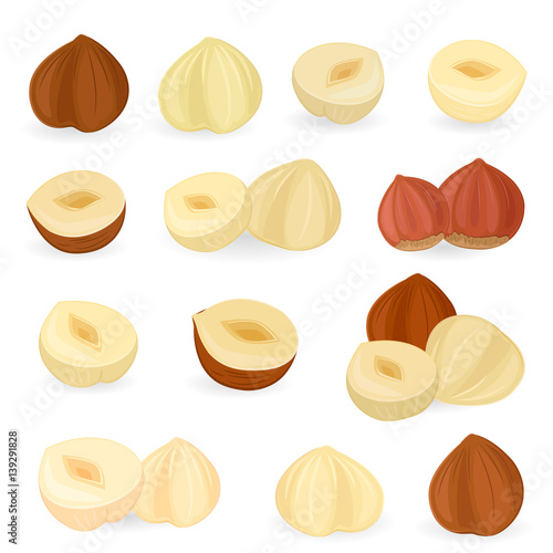 collection of hazelnuts for your design