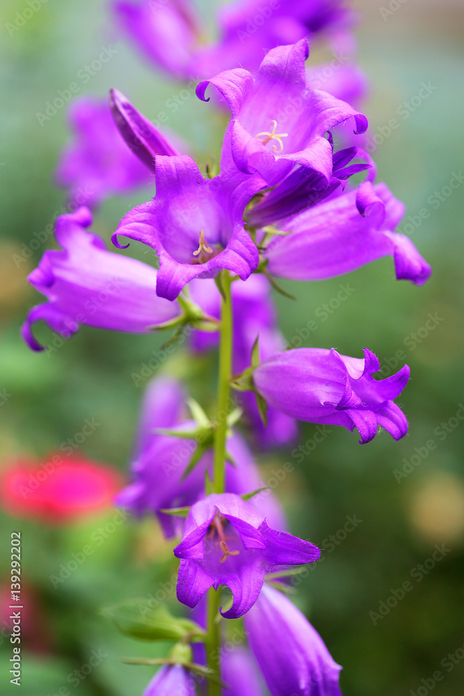 Flowers blue (violet) bells or campanula flowers