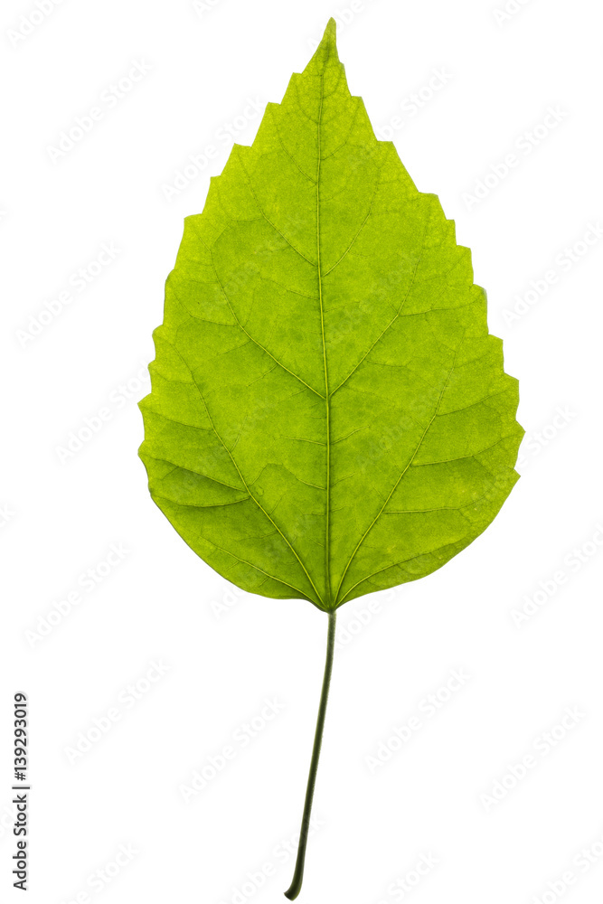 Зелёный лист растения на белом фоне Stock Photo | Adobe Stock