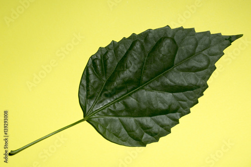 Зелёный лист растения на жёлтом фоне
