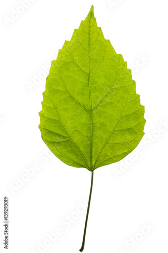 Зелёный лист растения на белом фоне
