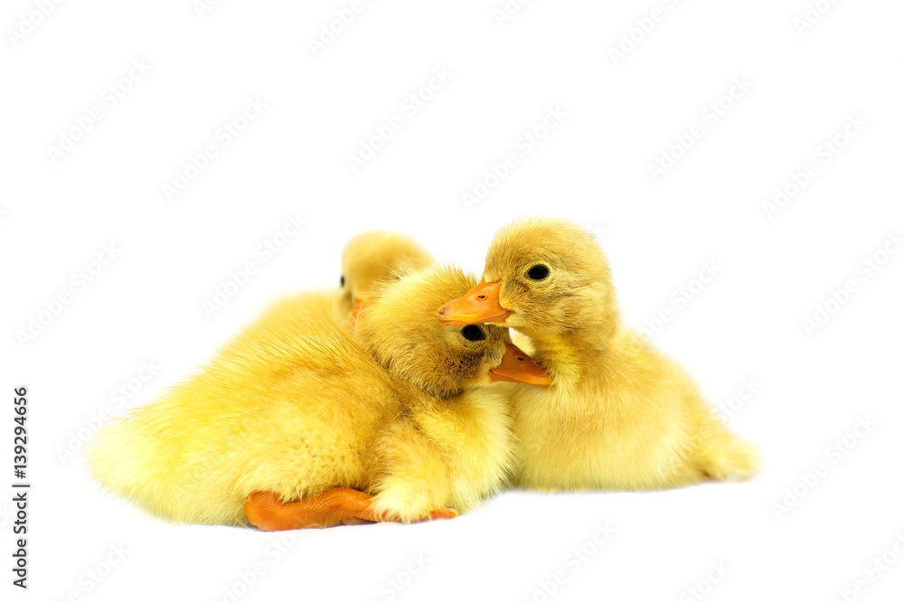 Duckling isolated on white background Duckling isolated on white background