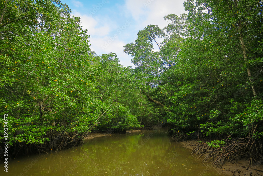 Mangrove Forest River Tour in Palawan Mangrove Forest River Tour in Palawan