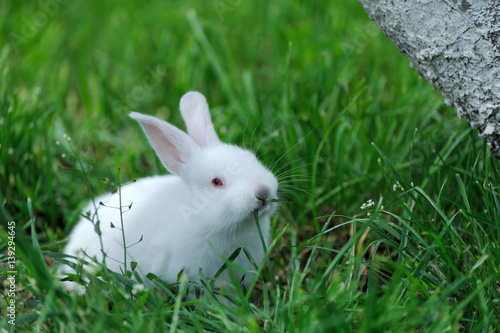 Little rabbit on the field