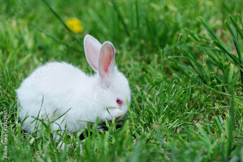 Little rabbit on the field