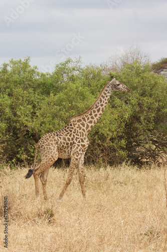 A Giraffe Walking in Tanzania