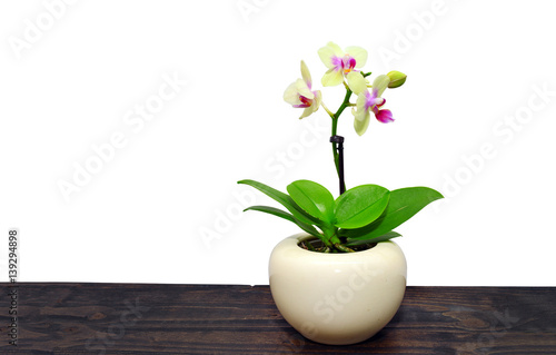 orchid flower in vase