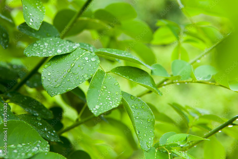 Close-up of fresh green foliage with water drops after rain Close-up of fresh green foliage with water drops after rain