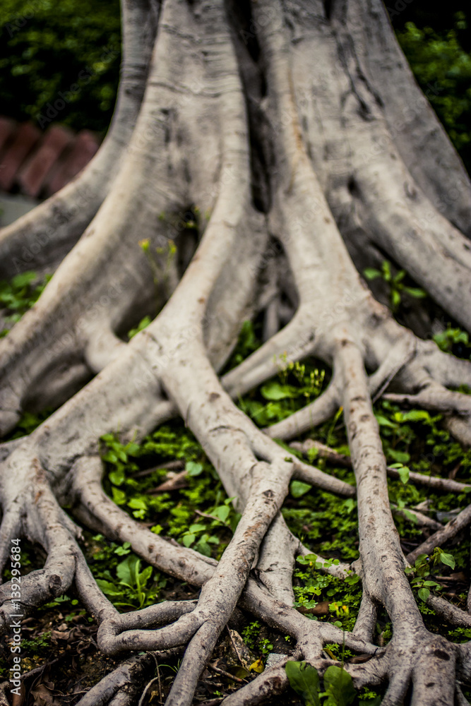 Tree roots