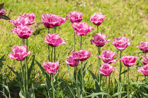 pink tulips in spring © Maslov Dmitry