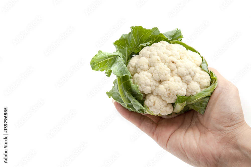 Hand holding cauliflower on white background isolated