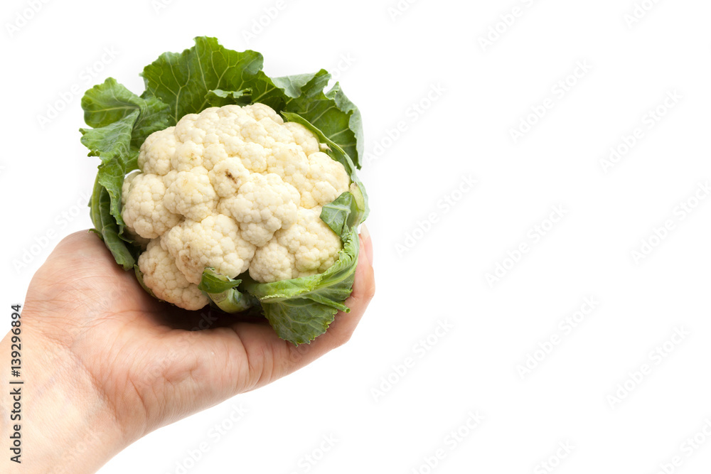 Hand holding cauliflower on white background isolated