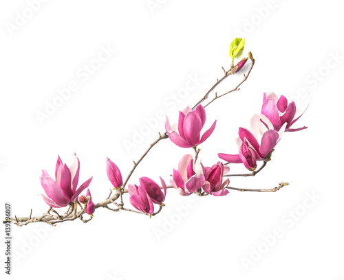 magnolia flowers isolated on white background