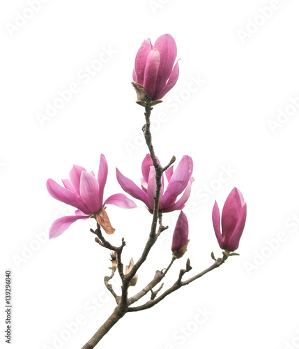 magnolia flowers isolated on white background