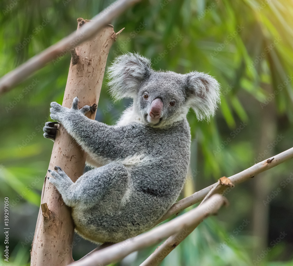 Naklejka premium koala on tree sunlight on a branch