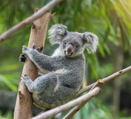Ingelijste posters Koala Koala op tak in zonlicht  © xiaoliangge