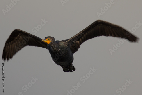 Double-crested cormorant flying  over a North California marsh