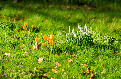 Spring flowers - crocusses and snowdrops