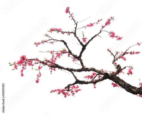 Peach blossom flower isolated on white
