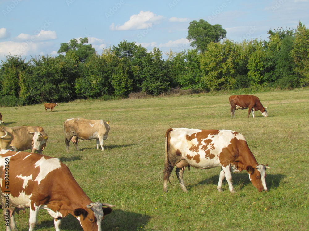 Herd in pasture Herd in pasture