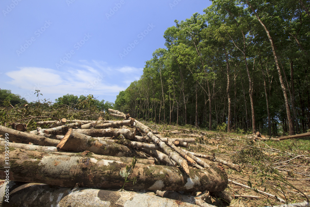 Deforestation environmental problem, rain forest destroyed for oil palm plantations