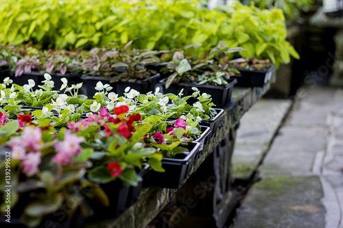 Close up of flowers in a garden nursery