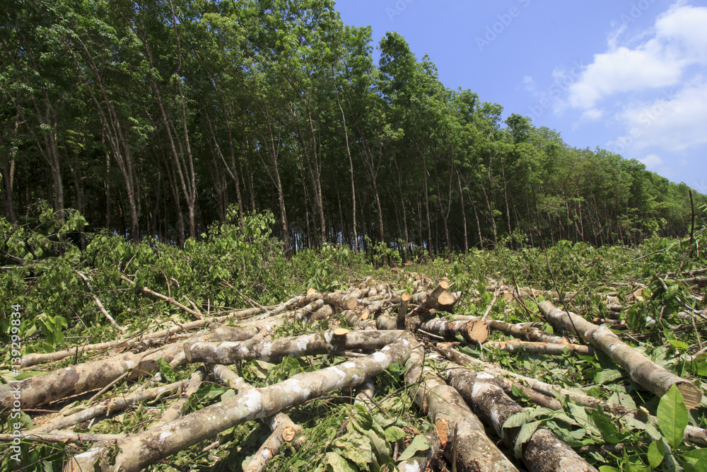 Deforestation environmental problem, rain forest destroyed for oil palm plantations Deforestation environmental problem, rain forest destroyed for oil palm plantations