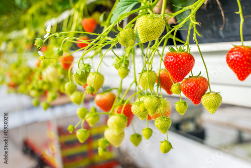 Φωτογραφία Ripe and unripe strawberries from close