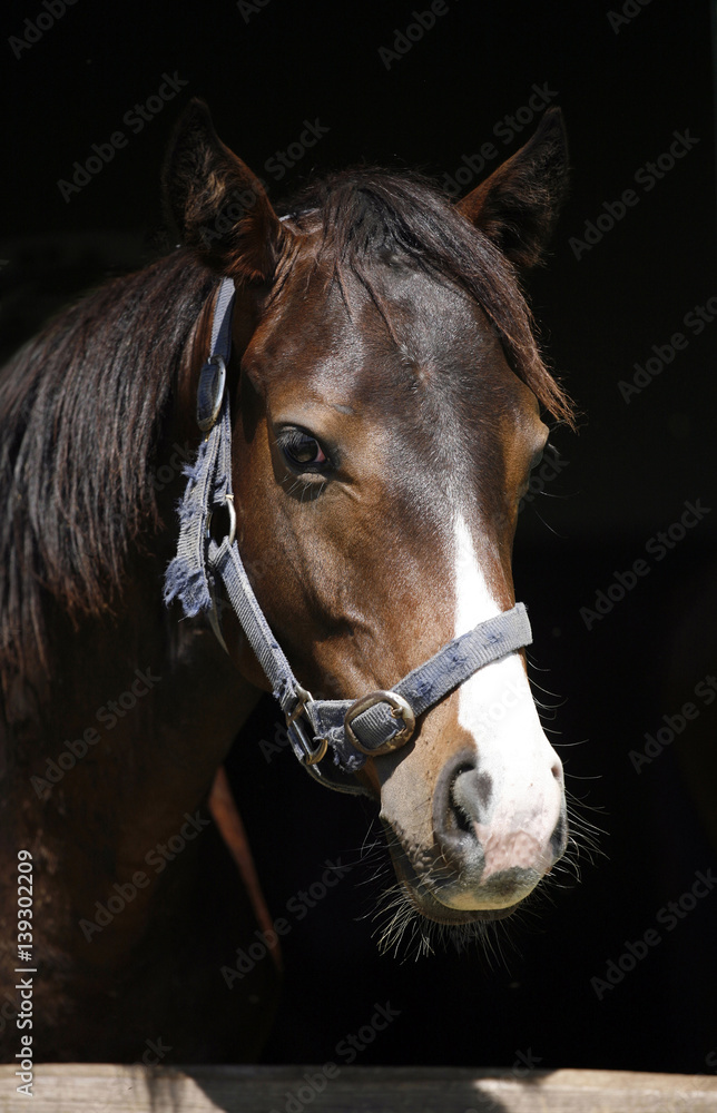 Obraz Closeup of a young purebred horse