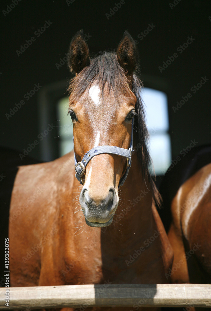 Fototapeta premium Closeup of a young purebred horse at stable door