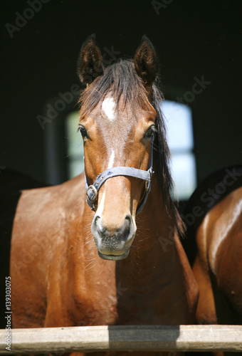 Closeup of a young purebred horse at stable door