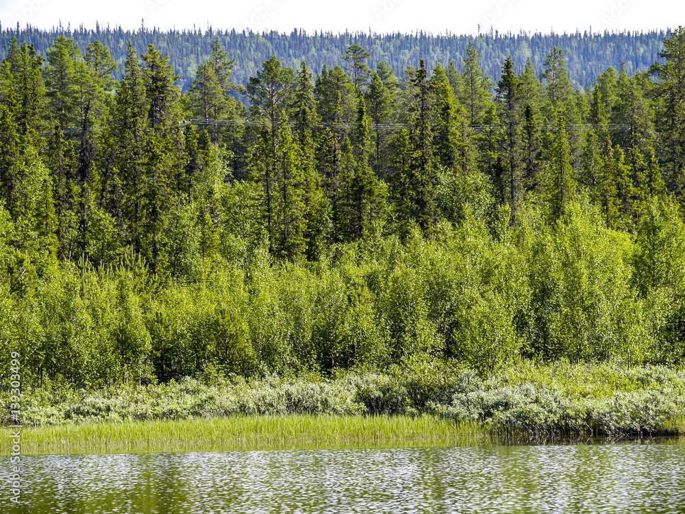 Obraz premium Storfjället National Park, Sweden, Norrland, Lapland