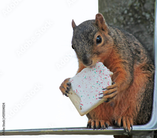 A squirrel sitting near a tree eating a snack