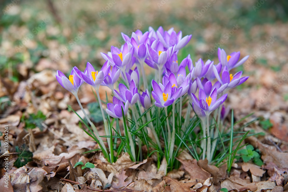 Frühlingserwachen - lila blühende Krokusse Frühlingserwachen - lila blühende Krokusse